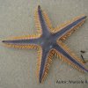 Astropecten brasiliensis